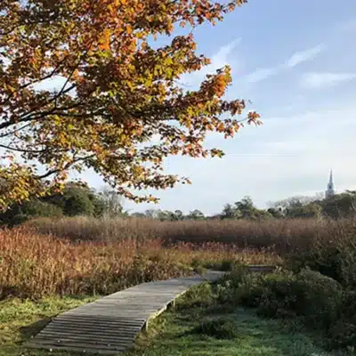 Lily Pond, Nantucket