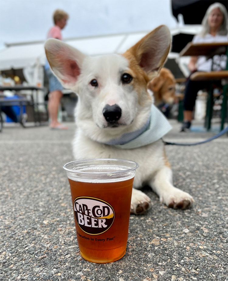 Cape Cod Beer
