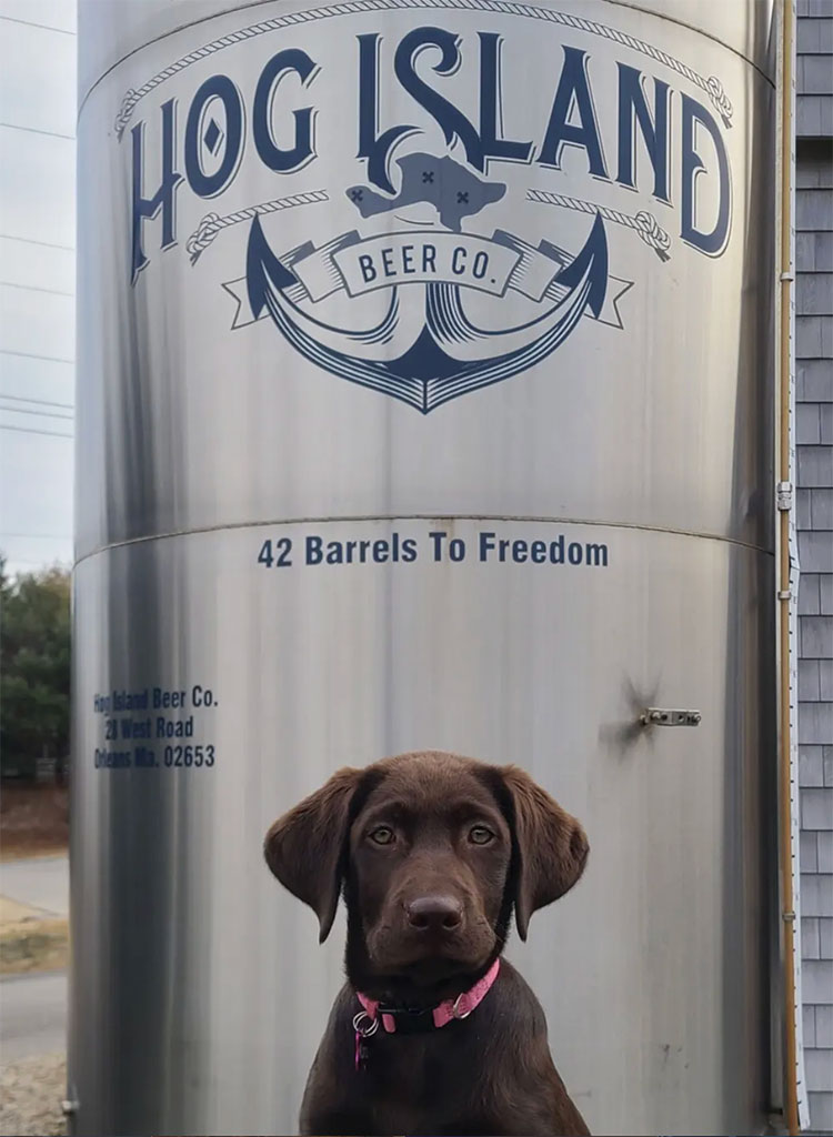 Hog Island Beer