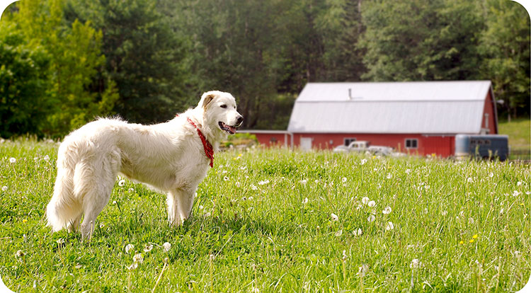 Photos provided by Ethos Pet Brands