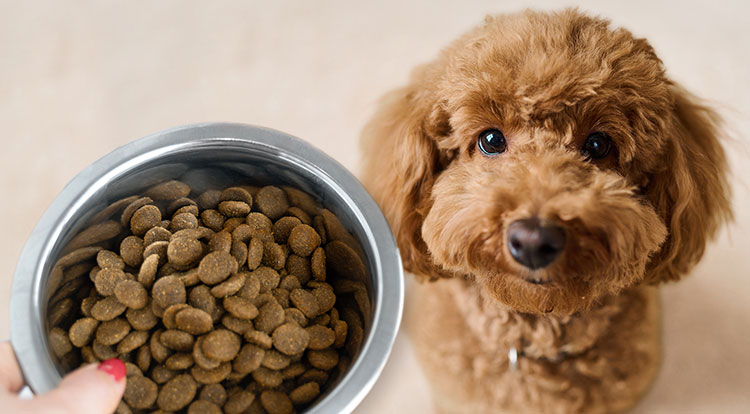 Photos provided by Ethos Pet Brands