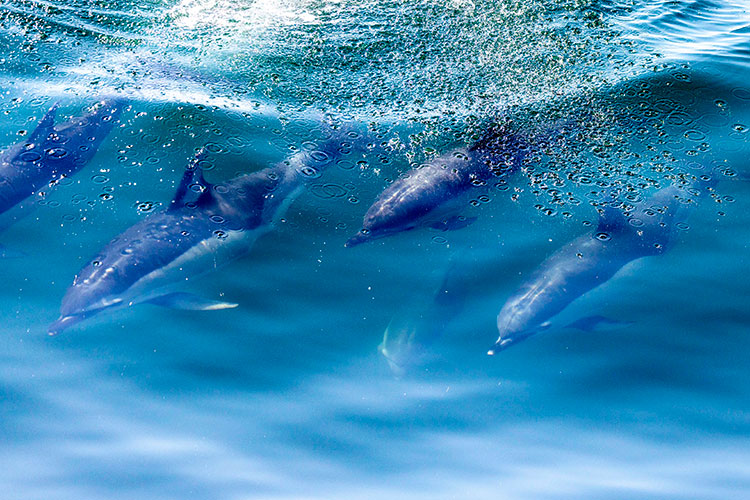 Betsy Carothers | Dolphin Fleet Whale Watch, Provincetown