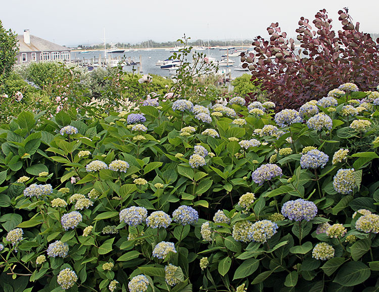 Shorelines: Happiness Is…