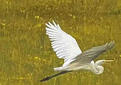 400x400Bach
