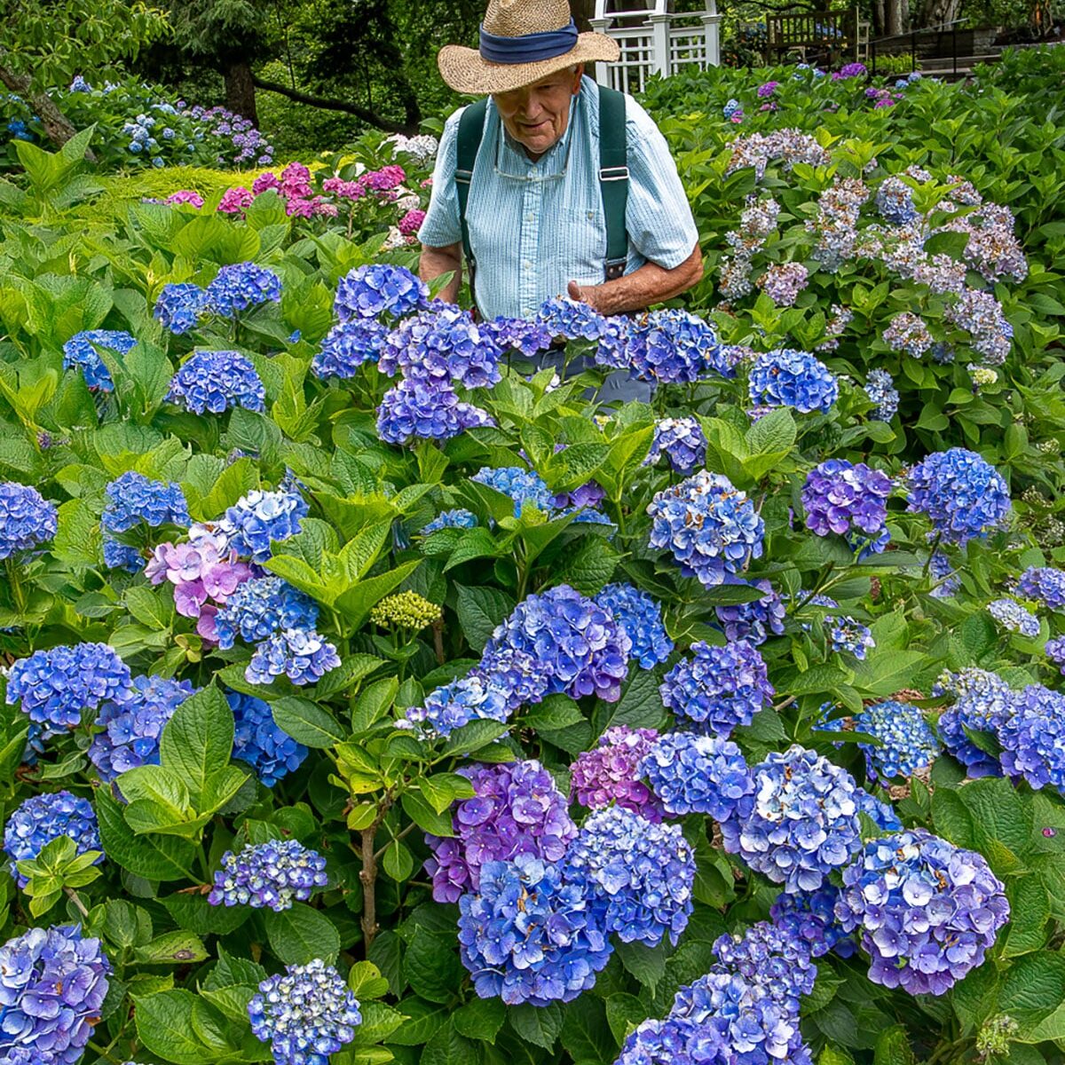 Cape-Characters---First-Place--By-David-Long--The-Hydrangea-Whisperer,-Mal-Condon--Sandwich--DE8A0627-Edit-Edit-Edit-1