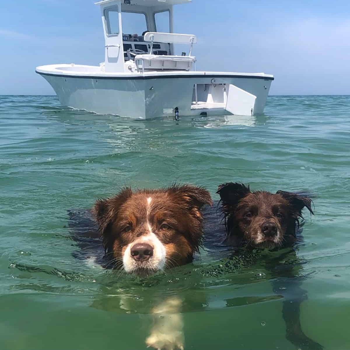 Kids-&-Pets-First-Place-By-Ryan-Beaulieu--Cape-Cod-Bay,-Brewster-Dogs