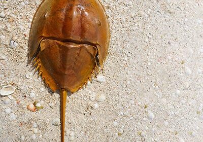 Living-Fossils,-Lifesaving-Science-Featured-Photo