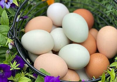 The-Nest-Best-Thing-Featured-Photo